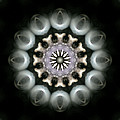 Ancient Light 3